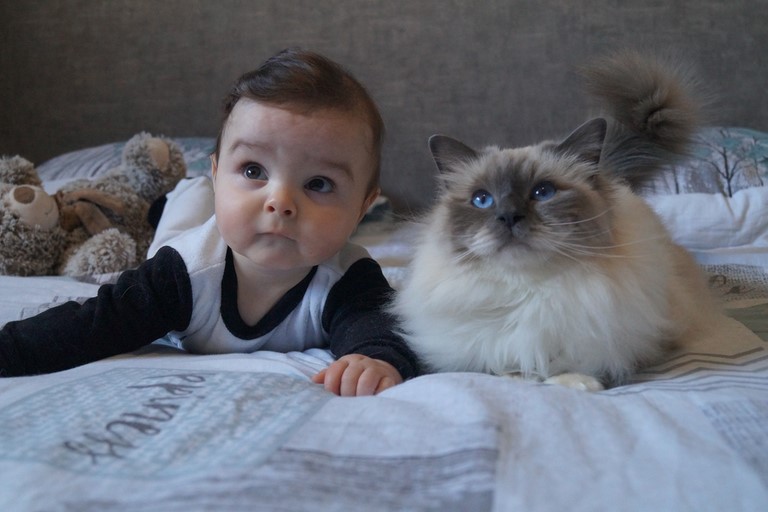 chatterie du bel avenir